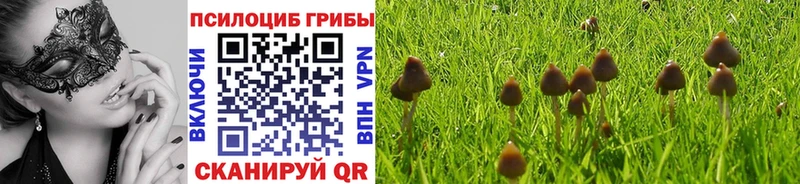 Галлюциногенные грибы Psilocybe  Ряжск 